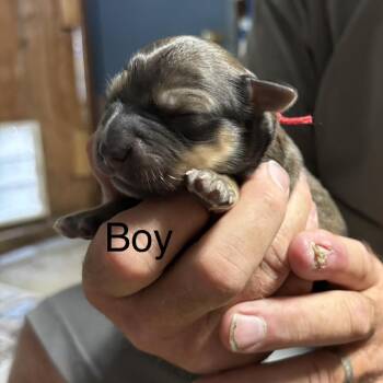 Beauregard -  Spaniel and Chihuahua Dog for Adoption in Oceanside, California - Beauregard | PetCurious