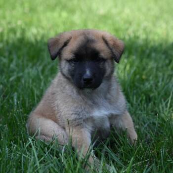 Burrito -  German Shepherd Dog and Pomeranian Dog for Adoption in Potomac, Maryland - Burrito | PetCurious