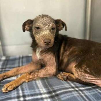 Rescue Doberman Pinscher Dogs for Adoption in Fresno, California - Ashley | PetCurious