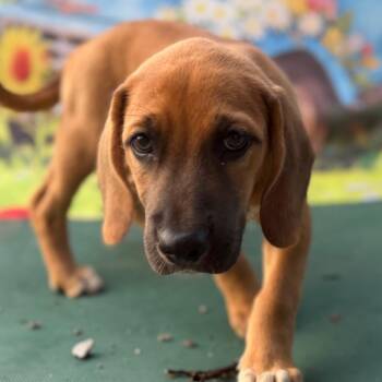 Beagle Dogs Available for Adoption in Aledo, Texas - Cooper | PetCurious