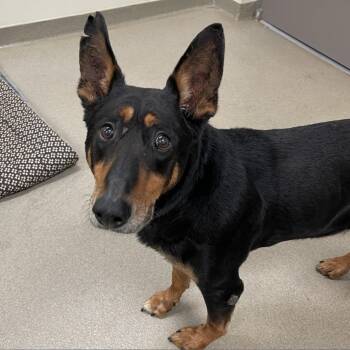 LeeRoy -  Doberman Pinscher and Mixed Breed Dog for Adoption in Lynchburg, Virginia - LeeRoy | PetCurious