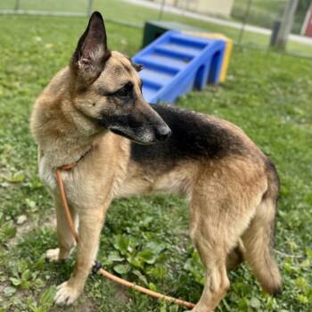 McCoy -  German Shepherd Dog Dog for Adoption in Warrensburg, Missouri - McCoy | PetCurious