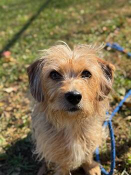Rescue Yorkshire Terrier Dogs for Adoption in Wayne, New Jersey - Little Debbie | PetCurious