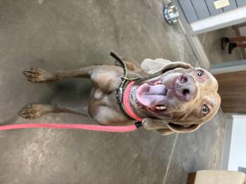 Weimaraner Dogs Available for Adoption in Marietta, Georgia - Brody | PetCurious