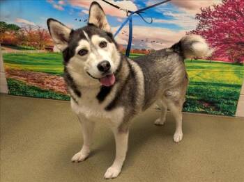 Rescue Siberian Husky and Mixed Breed Dogs for Adoption in Moreno Valley, California - A545358 | PetCurious