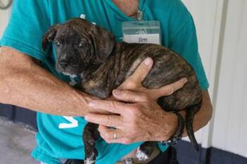 Pit Bull Terrier and Mixed Breed Dogs Available for Adoption in Kansas City, Missouri - Dr. Pepper | PetCurious