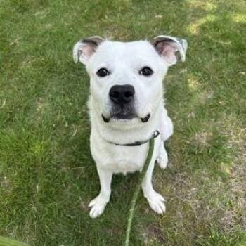 Snowcone -  Pit Bull Terrier Dog for Adoption in Worcester, Massachusetts - Snowcone | PetCurious
