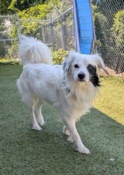 Frosty -  Border Collie Dog for Adoption in Fall River, Massachusetts - Frosty | PetCurious