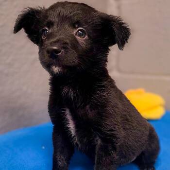 Lasso -  Border Collie Dog for Adoption in Gainesville, Texas - Lasso | PetCurious