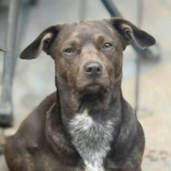 Pit Bull Terrier Dogs Available for Adoption in Columbia, South Carolina - Ralphie | PetCurious