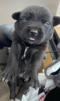 MIDAS -  Mixed Breed Dog for Adoption in Dallas, Texas - MIDAS | PetCurious