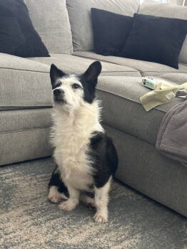 Rescue Corgi Dogs for Adoption in Tucson, Arizona - COURTESY POSTING Obi Corgnobi | PetCurious