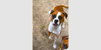 Rescue Boxer Dogs for Adoption in Hewitt, Texas - Flash | PetCurious