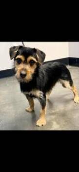Terrier and Mixed Breed Dogs Available for Adoption - Spike | PetCurious