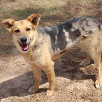 Catahoula Leopard Dog Dogs Available for Adoption in Birmingham, Alabama - Maddie | PetCurious