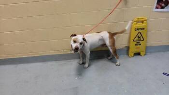 BRAD -  Pit Bull Terrier Dog for Adoption in Tulsa, Oklahoma - BRAD | PetCurious