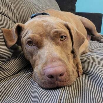Treasure -  Chocolate Labrador Retriever and Mixed Breed Dog for Adoption in Leesburg, Alabama - Treasure | PetCurious