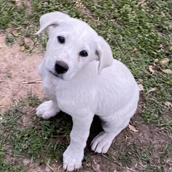 Mixed Breed Dogs Available for Adoption - Butter | PetCurious