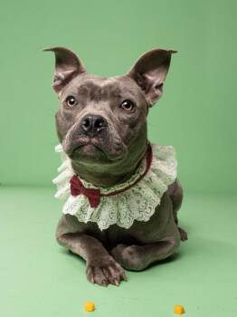 Pit Bull Terrier and Mixed Breed Dogs Available for Adoption - Catty | PetCurious