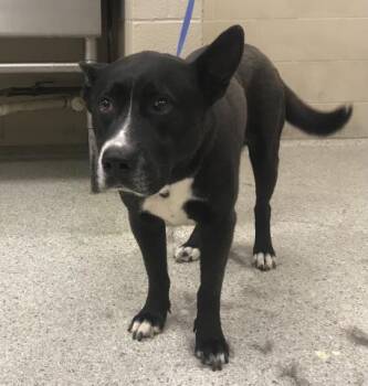 Labrador Retriever and American Staffordshire Terrier Dogs Available for Adoption in Conroe, Texas - DUKE | PetCurious