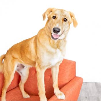 Noodle -  Golden Retriever and Anatolian Shepherd Dog for Adoption in Los Angeles, California - Noodle | PetCurious