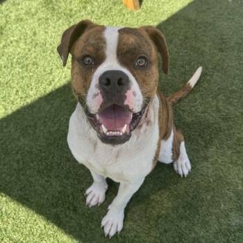 Boxer Dogs Available for Adoption in Hawthorne, California - Arturo | PetCurious