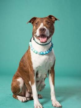 Brownie -  Mixed Breed Dog for Adoption in Atlanta, Georgia - Brownie | PetCurious