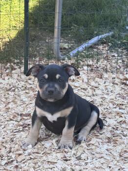 Bj  -  American Bully Dog for Sale in Lexington, South Carolina - Bj  | PetCurious
