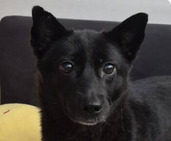 Tori -  Jindo Dog for Adoption in San Ramon, California - Tori | PetCurious