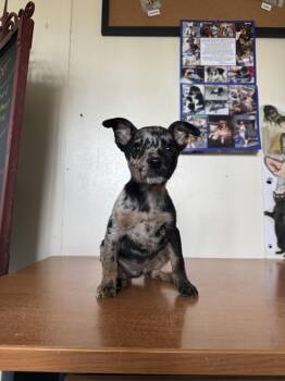 Rescue Rat Terrier and Catahoula Leopard Dog Dogs for Adoption in Shelby County, Texas - Patsy | PetCurious
