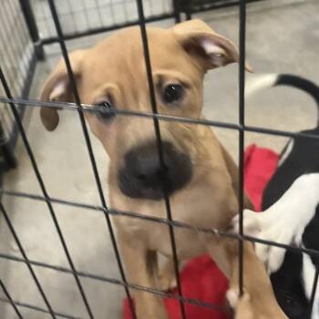 Terrier Dogs Available for Adoption - Darla | PetCurious