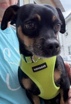 Loki -  Chihuahua and Dachshund Dog for Adoption in Dunmore, Pennsylvania - Loki | PetCurious