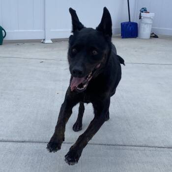 Nala -  Labrador Retriever and Mixed Breed Dog for Adoption in Harrisonburg, Virginia - Nala | PetCurious