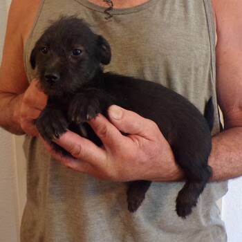 HALLIE -  Schnauzer and Chihuahua Dog for Adoption in Corona, California - HALLIE | PetCurious