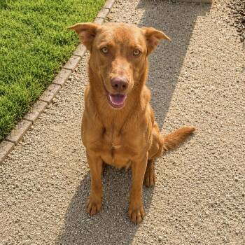 Retriever and Golden Retriever Dogs Available for Adoption in Longview, Texas - Demi | PetCurious