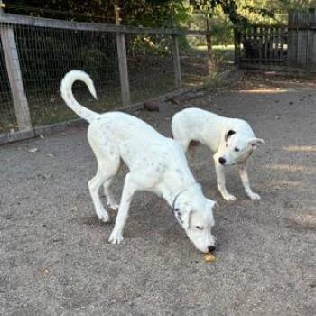 Max -  Dalmatian and Husky Dog for Adoption in Rochester, Minnesota - Max | PetCurious