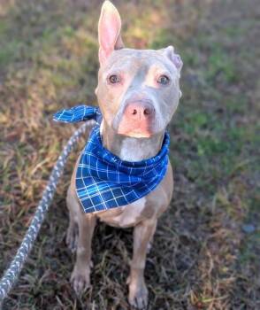 Mixed Breed Dogs Available for Adoption - EFFIE MAY | PetCurious