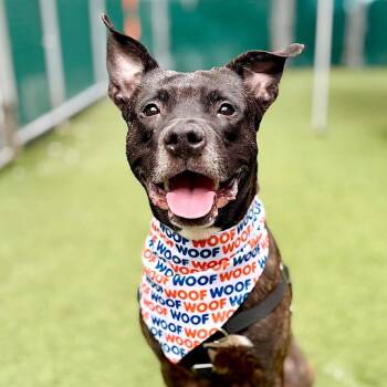 Kingston -  Mixed Breed Dog for Adoption in Vassalboro, Maine - Kingston | PetCurious