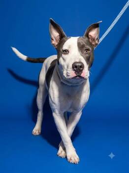 PEGASUS -  Mixed Breed Dog for Adoption in Jacksonville, Florida - PEGASUS | PetCurious