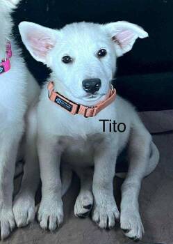 Rescue Great Pyrenees and White German Shepherd Dogs for Adoption in Columbia, Maryland - Tito CS | PetCurious