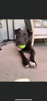 Labrador Retriever and American Bulldog Dogs Available for Adoption in New Haven, Connecticut - David | PetCurious