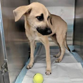 Hudson 26-10-133 -  Black Mouth Cur and Mixed Breed Dog for Adoption in Bastrop, Texas - Hudson 26-10-133 | PetCurious