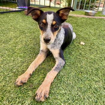 Ivy -  Cattle Dog Dog for Adoption in Agoura Hills, California - Ivy | PetCurious