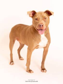 Pit Bull Terrier Dogs Available for Adoption - Benji | PetCurious
