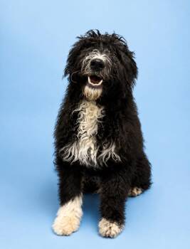 Max -  Poodle and Mixed Breed Dog for Adoption in Rock Springs, Wyoming - Max | PetCurious