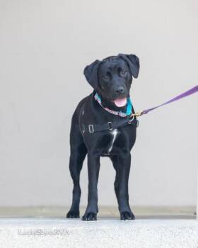 Black Labrador Retriever Dogs Available for Adoption in Powhatan, Virginia - Minnie  | PetCurious