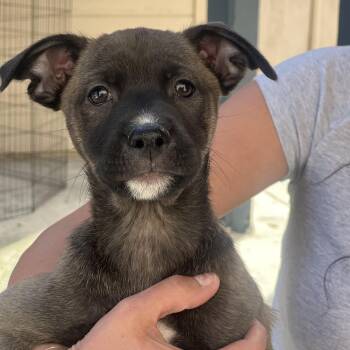 Terrier Dogs Available for Adoption in Los Angeles, California - SABLE | PetCurious