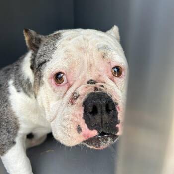 VEE -  English Bulldog Dog Available for Adoption in Greensboro, North Carolina - VEE | PetCurious