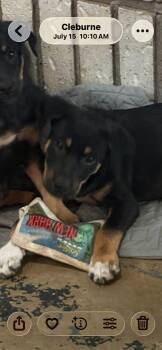 Rowdy -  Mixed Breed Dog for Adoption in Joshua, Texas - Rowdy | PetCurious