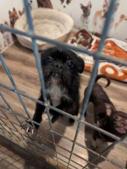 Kiki -  Brussels Griffon and Chihuahua Dog for Adoption in Pine Grove, Pennsylvania - Kiki | PetCurious